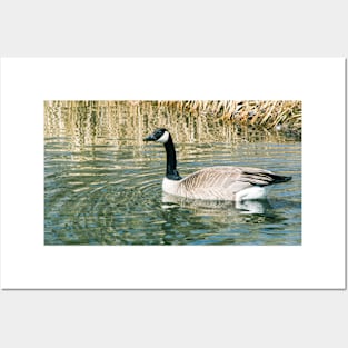 Geese on the pond Posters and Art